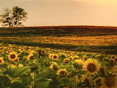 Image of sunflowers.