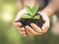 Photo of a seedling and dirt in a child's cupped hands.