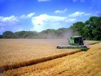 Image of a wheat harvest.